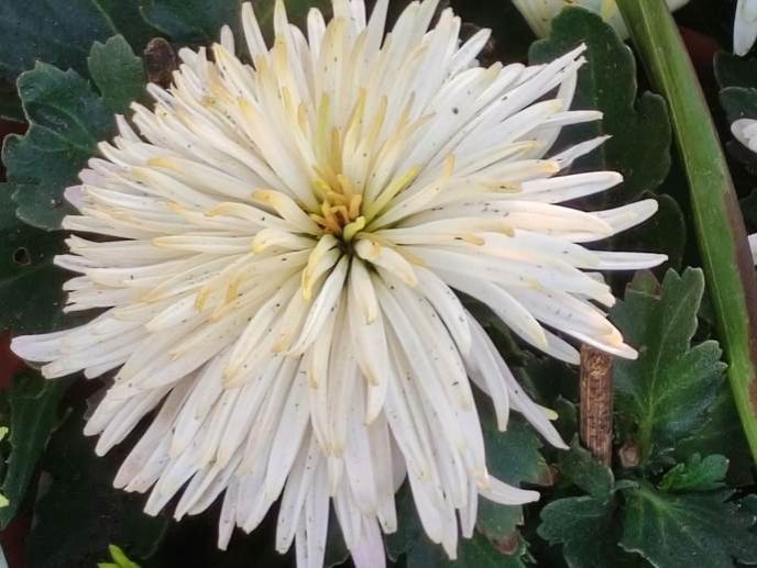 微信图片_20251209160043