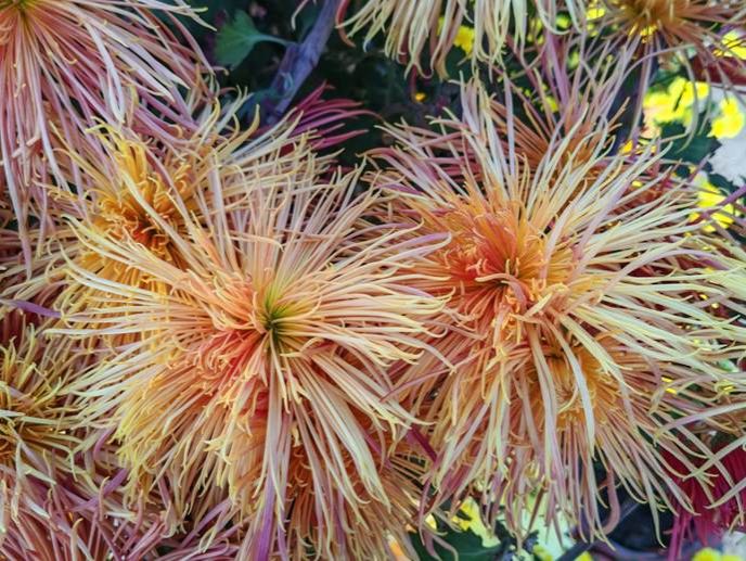 微信图片_20251209160011